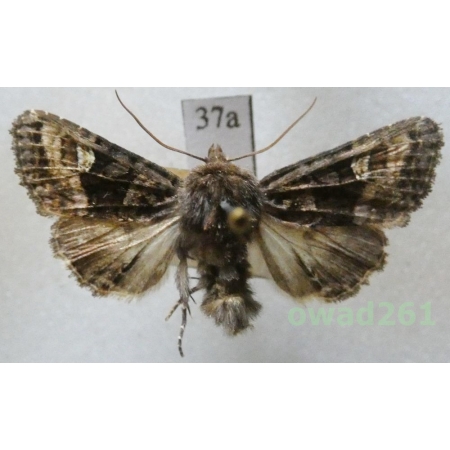 Euplexia lucipara (Linnaeus, 1758) Czech37a